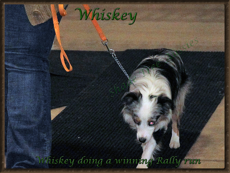 Whiskey on a Rally course at an ASDR show. Whiskey on a Rally course at an ASDR show.