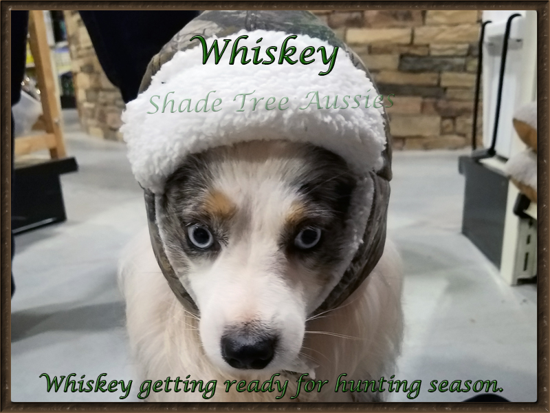 Whiskey has such a good temperament he tolerates most anything we ask him to do. Whiskey has such a good temperament he tolerates most anything we ask him to do.