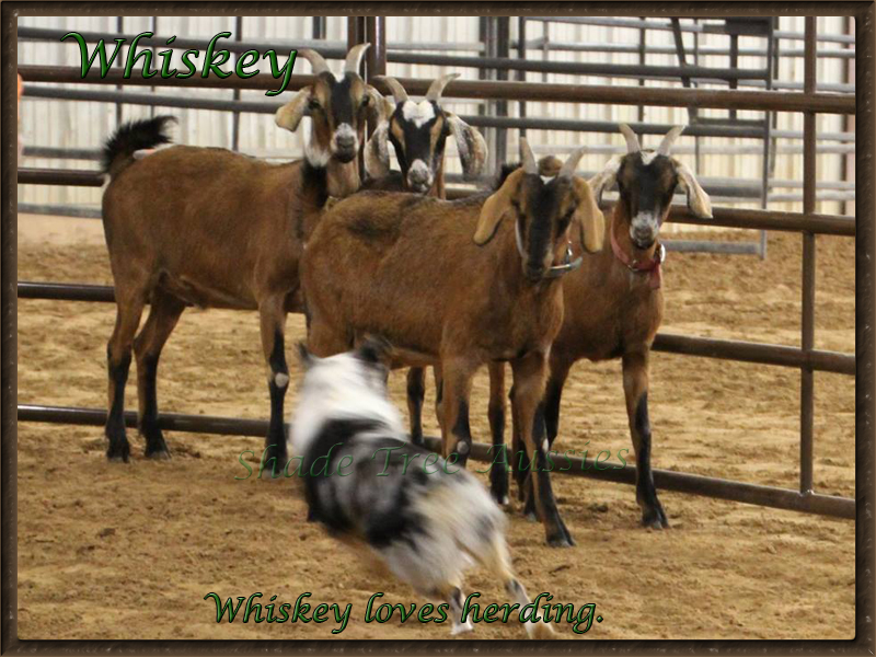 Whiskey showing off his herding skills. Whiskey showing off his herding skills.
