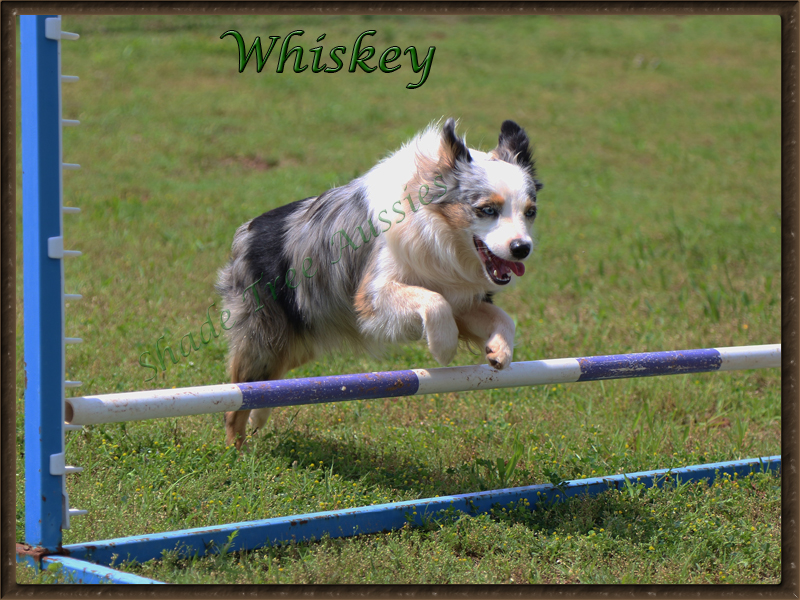 Whiskey jumping in agility. Whiskey jumping in agility.