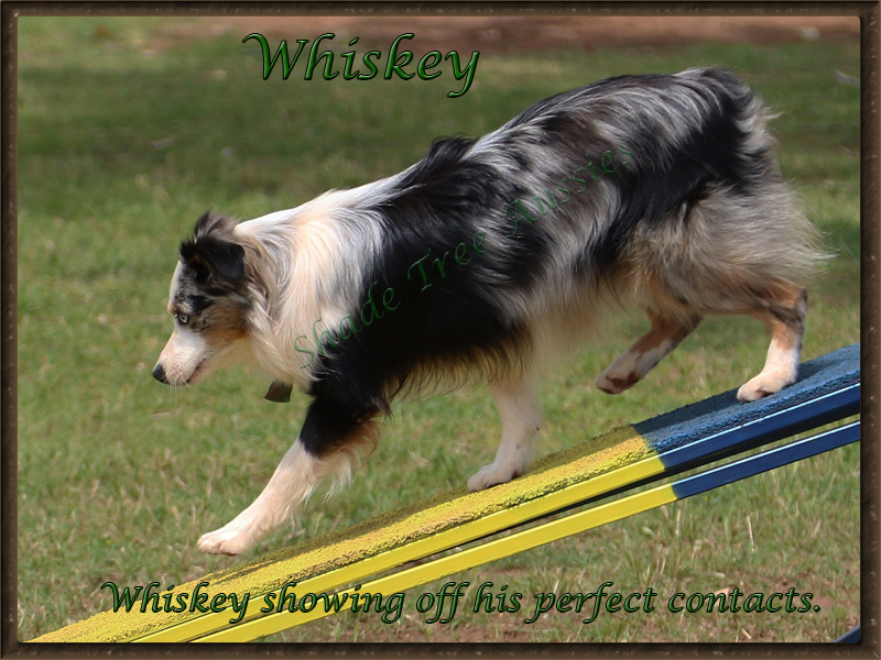 Whiskey showing his great running contacts in agility.