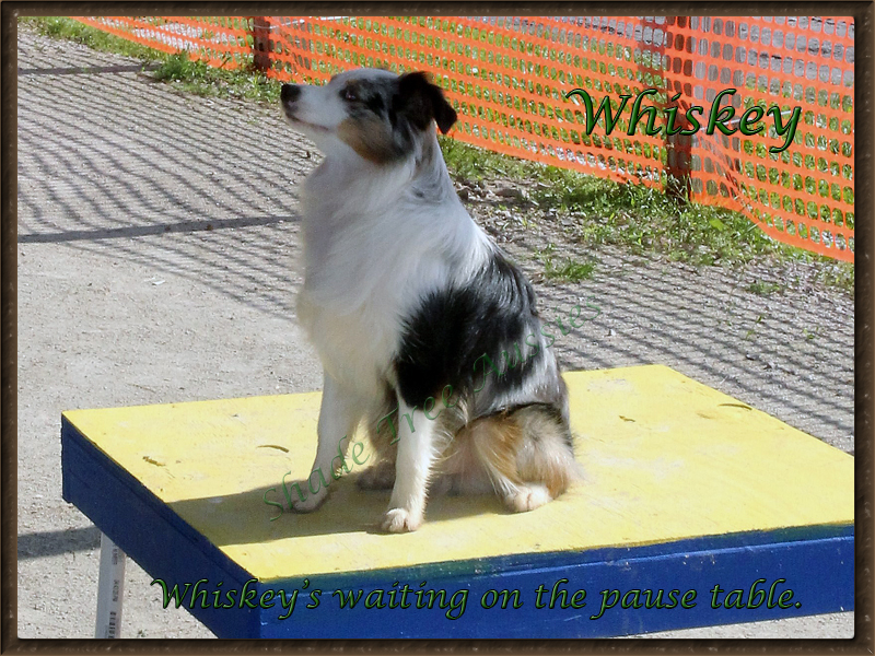 Whiskey waiting on the pause table in agility. His least favorite part but he is trained to sit and wait. 