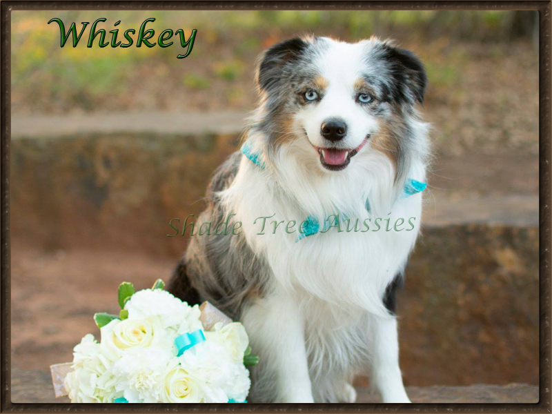 Whiskey was a part a wedding. He is a pretty handsome best man. Whiskey was a part a wedding. He is a pretty handsome best man.